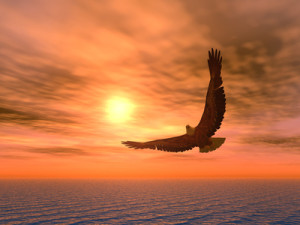 Eagle on a background of the coming sun.